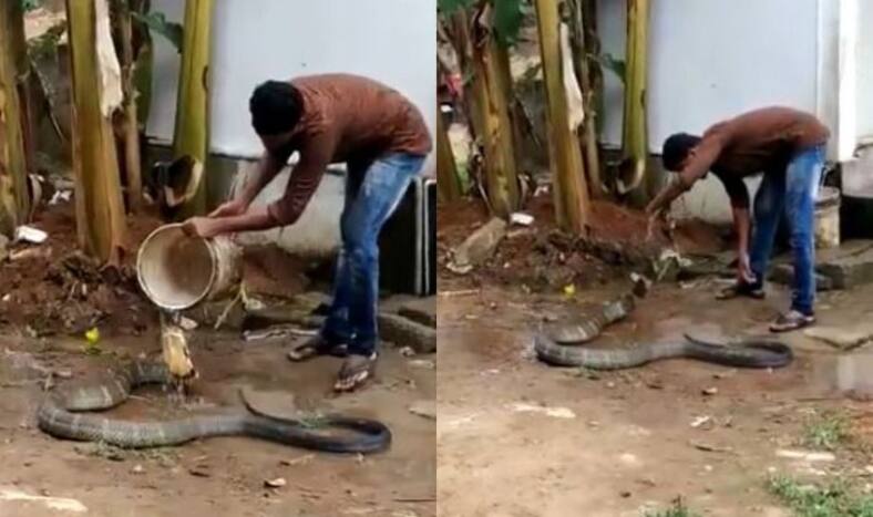 Snake charmer, King Cobra, Snake man, Poisonous snake, Man gives King Cobra a bath, Viral video
