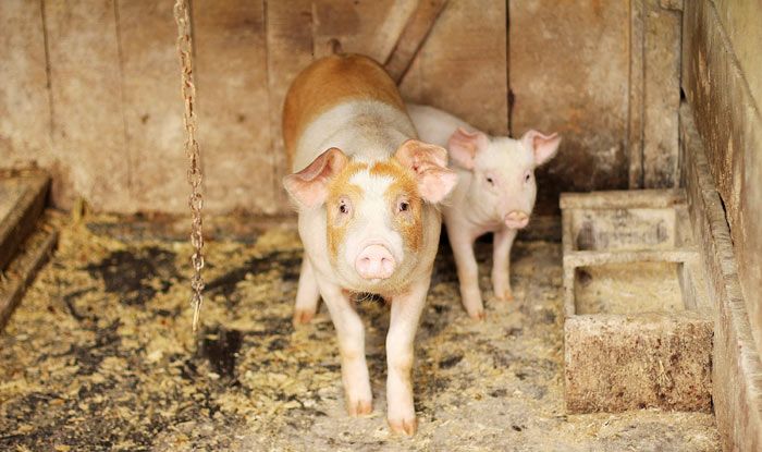 Risk of Swine Flu in Madhya Pradesh Amid Season Change and Pandemic