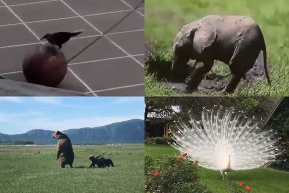 https://static.india.com/wp-content/uploads/2020/05/Twitter-Animals.jpg