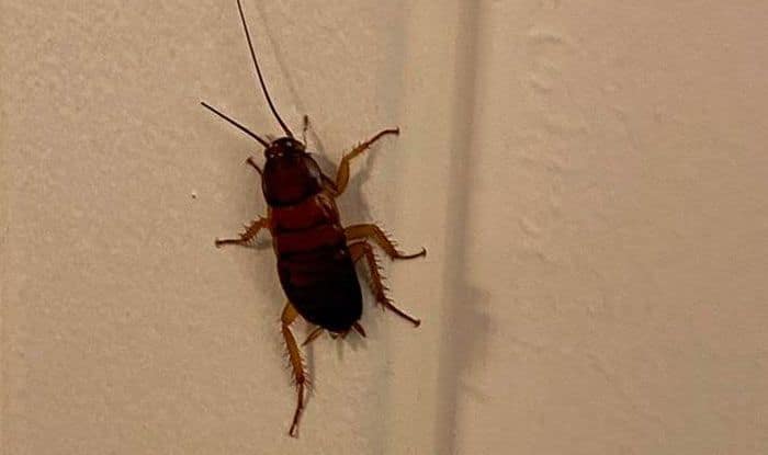 Photo of Cockroach in White House Goes Viral With Many Tweeting Who it ...