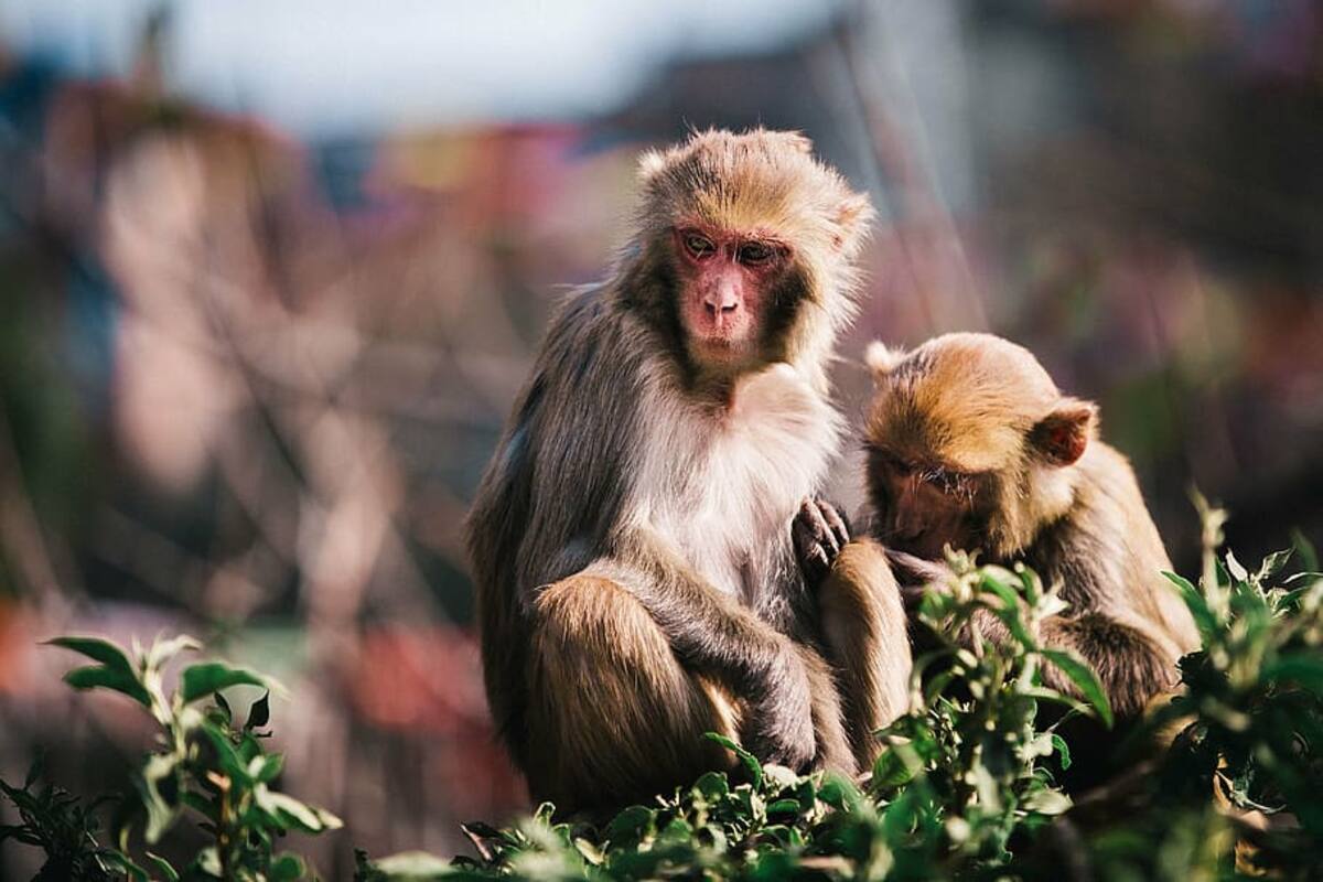 Monkey B virus transmission: First human infection case with