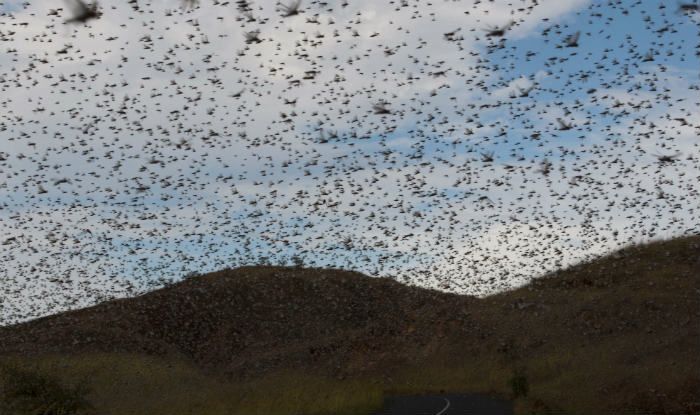 What is Locust Plague And Why Should India be Worried - All You Need to Know