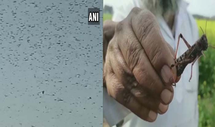 Locusts Terror: राजस्थान में टिड्डियों ने मचाई तबाही, जयपुर सहित कई शहरों में प्रशासन हुआ सतर्क