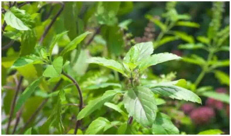 Side Effectss Of Tulsi: तुलसी के अधिक सेवन से फायदे नहीं, हो सकते हैं नुकसान, यहां जानें इनके बारे में