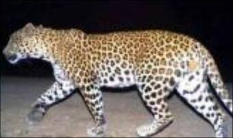 Leopard Spotted on Lucknow Outskirts Amid COVID-19 Lockdown, Forest Officials Fail to Catch it Leopard Spotted on Lucknow Outskirts Amid COVID-19 Lockdown, Forest Officials Fail to Catch it