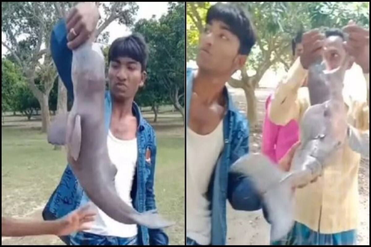 Horrible Bengal Men Torture Gangetic Dolphin To Death On Banks Of River Hooghly Viral Video Sparks Fury On Twitter India Com