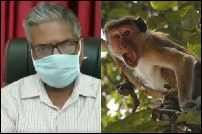 SK Garg, Principal, Meerut Medical College clarifies that blood samples taken by monkeys do not include the COVID-19 swab test samples