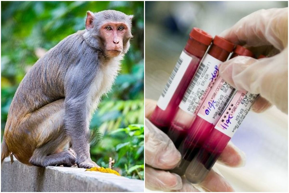 Panic in Meerut After Monkey Attacks Lab Worker & Runs Away with Blood Samples of Covid-19 Patients | Watch