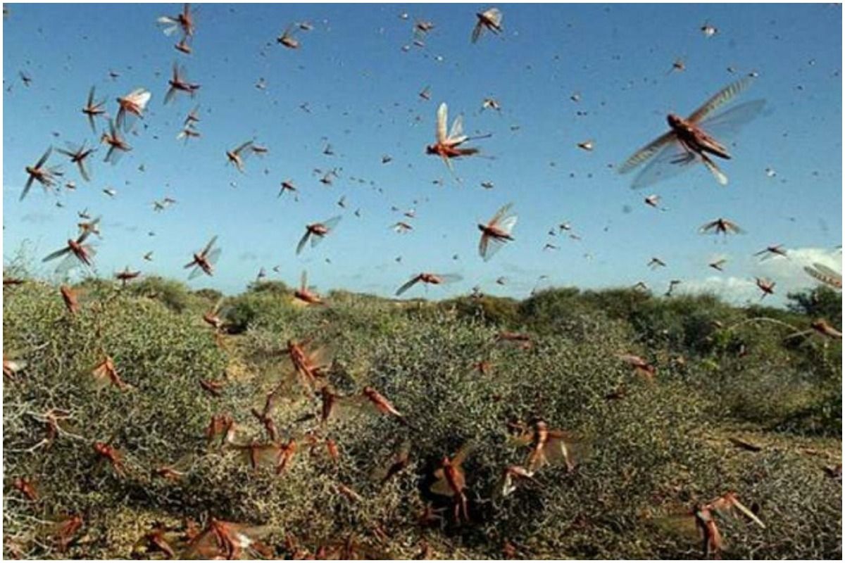 ‘Straight From Hell’ Locust Swarm Now Reaches UP’s Prayagraj