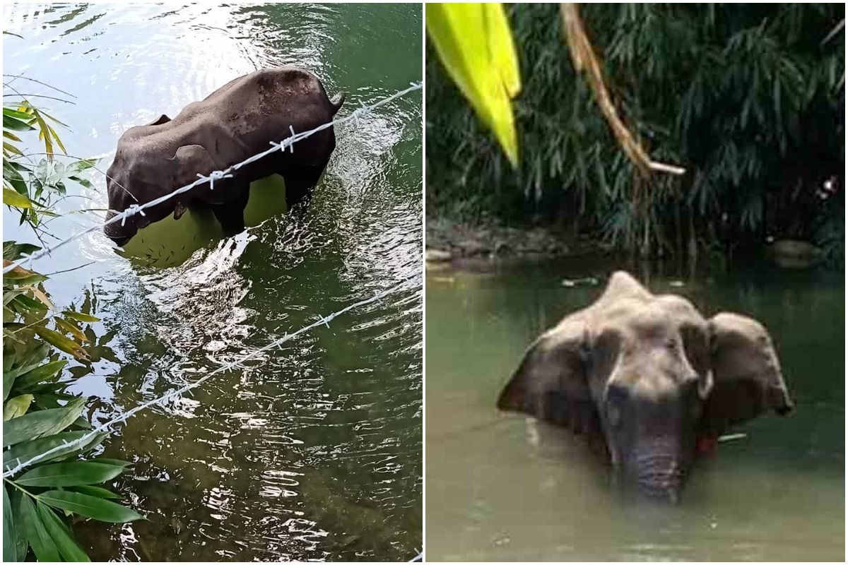 Horrific! Pregnant Elephant Dies in Kerala After Being Fed ...