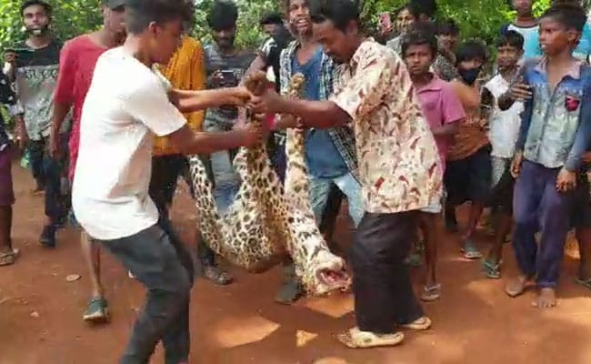 Yet Another Case of Animal Abuse! Leopard Beaten to Death, Its Teeth Removed & Carcass Paraded by Locals in Assam