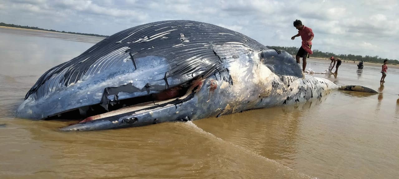 Carcass of 36Foot Whale Washes Up On West Bengal’s Mandarmani Beach, Pictures Emerge