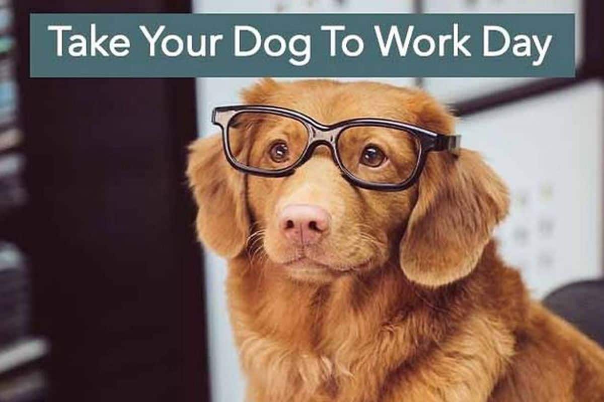 National Take Your Dog To Work Day 2022
