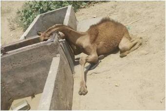 Photo of Thirsty Camel Lying Dead Beside a Water Tank Goes Viral, Netizens  Express Concern