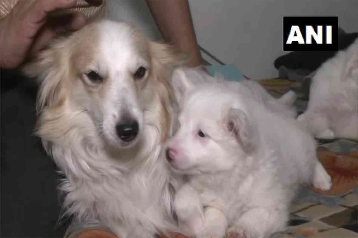 कोरोना संकट के बीच इस राज्य में पालतू कुत्ते- बिल्लियों पर लग रही फीस, ऑनलाइन रजिस्ट्रेशन शुरू