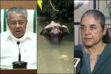 Kerala CM Pinarayi Vijayan, the pregnant elephant who died and BJP MP-animal rights activist Maneka Gandhi