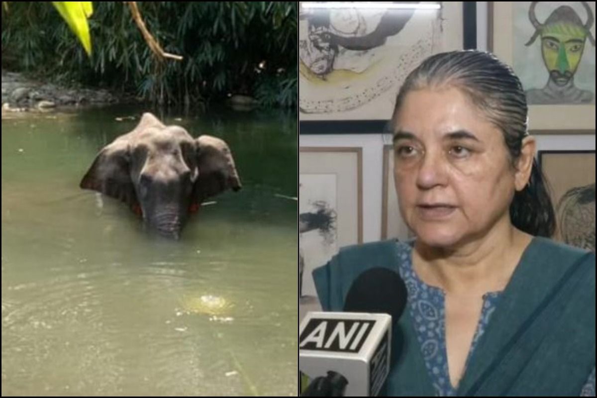 Maneka Gandhi called out for communalising pregnant elephant's death