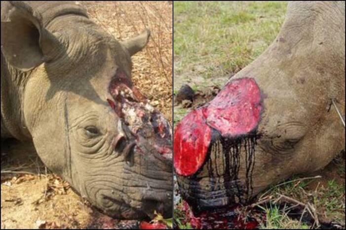 poaching