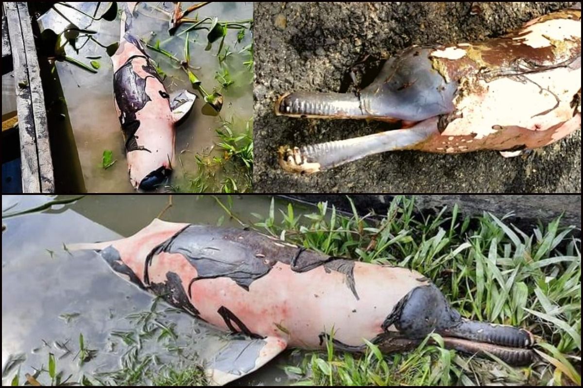 Carcass of an endangered Gangetic River Dolphin in Assam's Dibru river due to oil spilling sparks fury