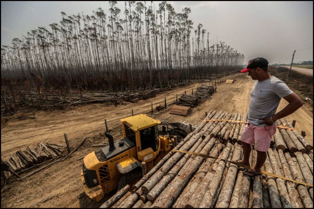 Deforestation in Brazil's Amazon Rises For First Time in Four Months, 50% Higher Than Previous Year