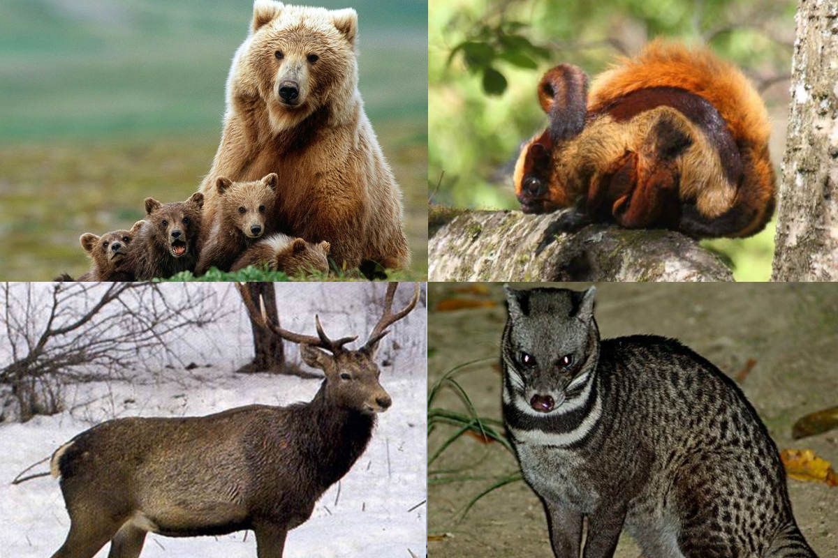 World Environment Day 2020: List of Most Critically Endangered Species in  India 