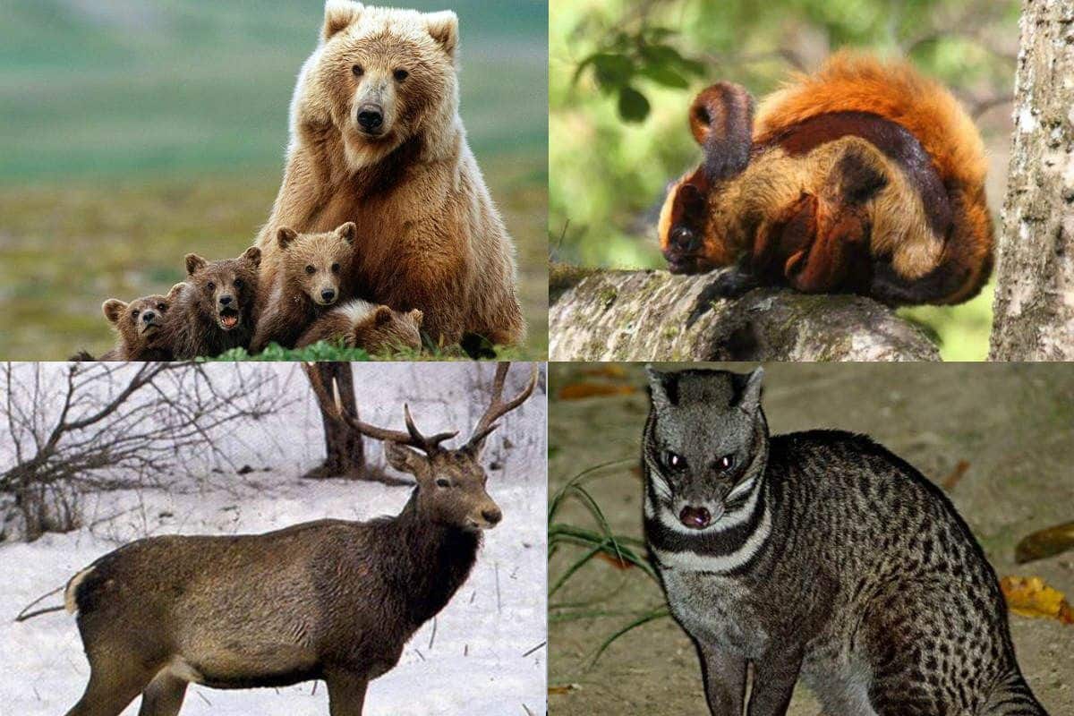 Endangered Animals Top 90 Most Endangered Species In The World Love English