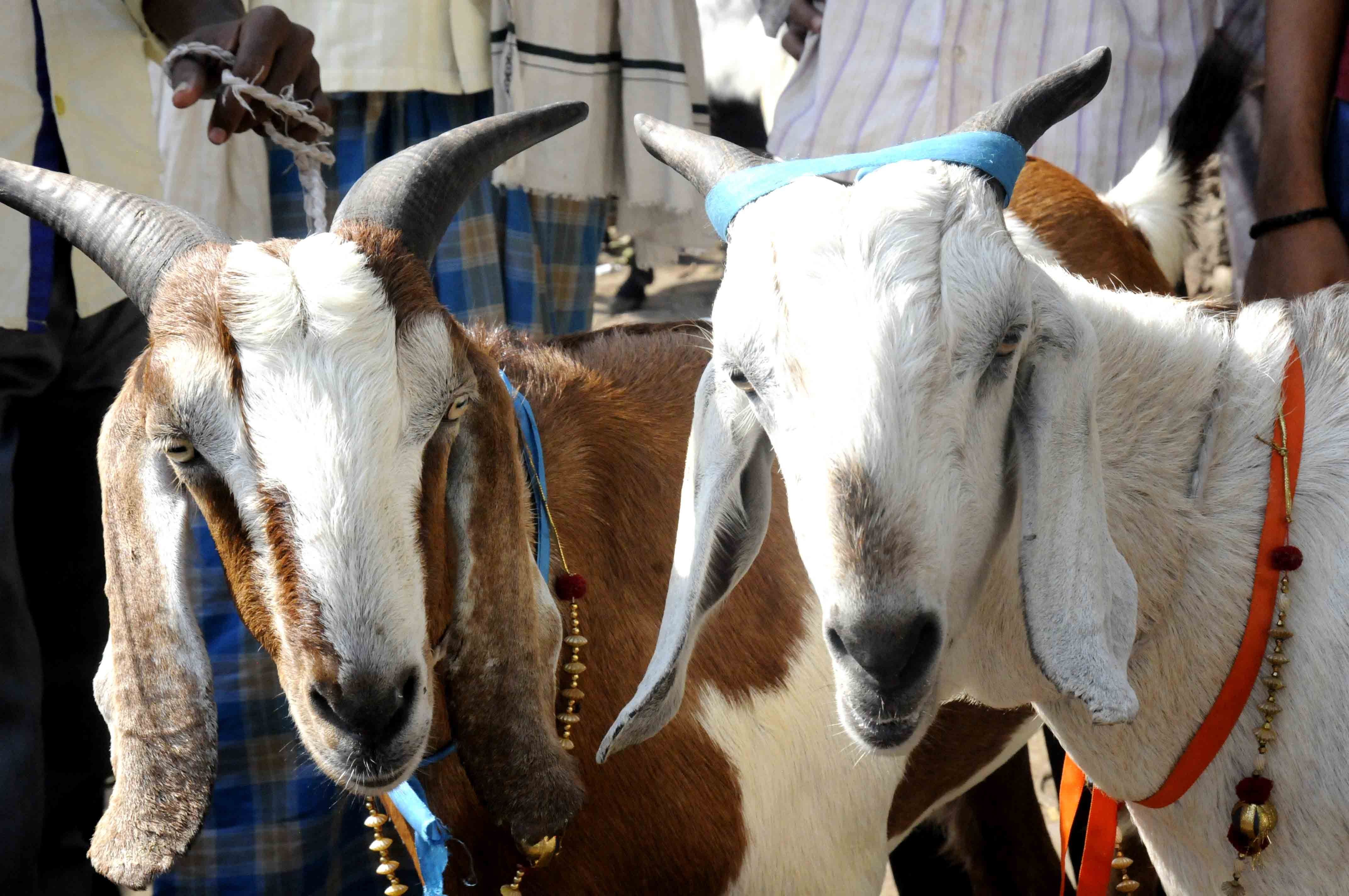 Bizarre! Goat 'Arrested' by Kanpur Police For Not Wearing Mask In UP's Beconganj