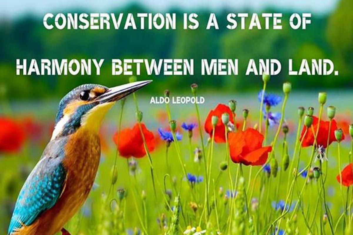 World Nature Conservation Day 2020: Quotes And Sayings That ...