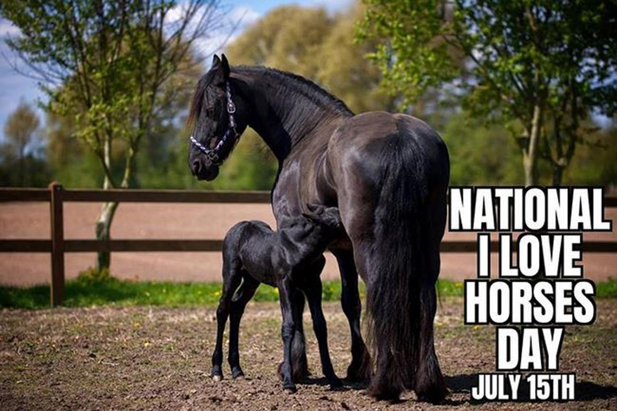 National I Love Horses Day 2020 Why This Animal Deserves to Have a Day