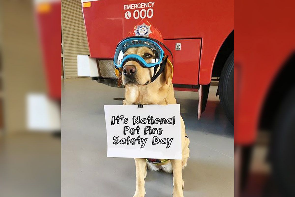 National Pet Fire Safety Day 2020 History And Significance of The Day