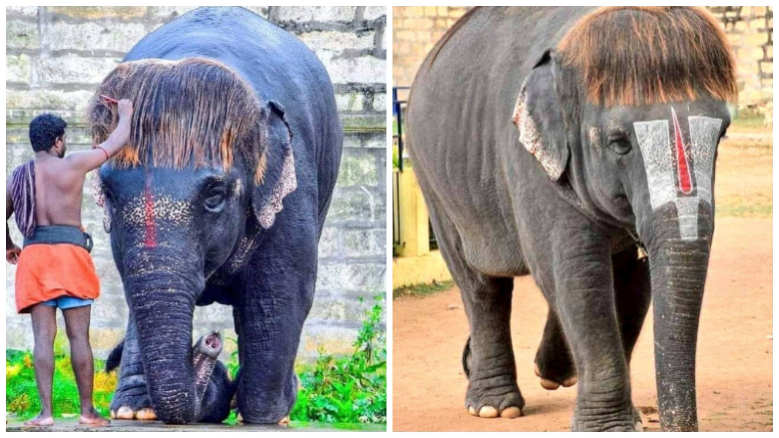 Meet 'Bob-Cut' Sengamalam, An Elephant in Tamil Nadu Who's Going ...