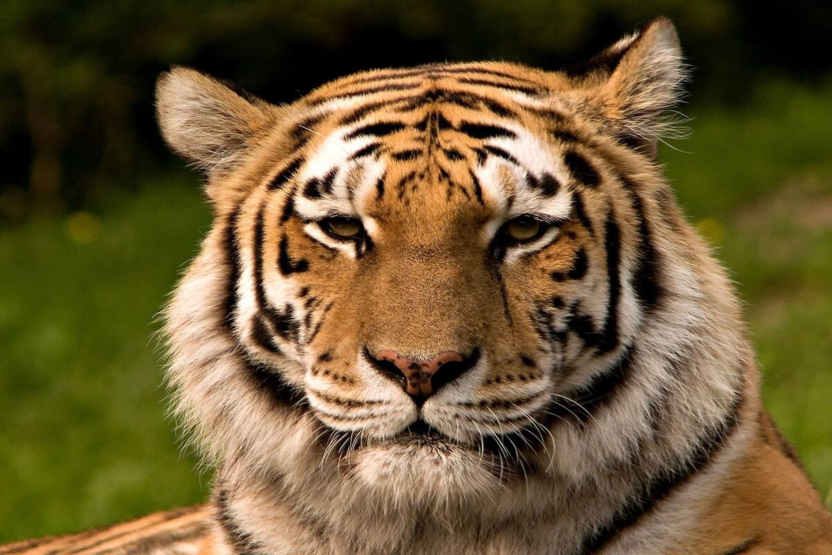International Tiger Day: As tiger populations increase, so do conflicts  with humans - ABC News
