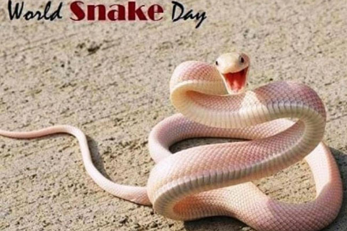 World Snake Day 2020: Celebrating One of The Most Misunderstood Creatures  on Earth