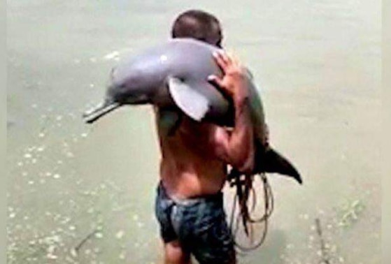 gangetic dolphin endangered