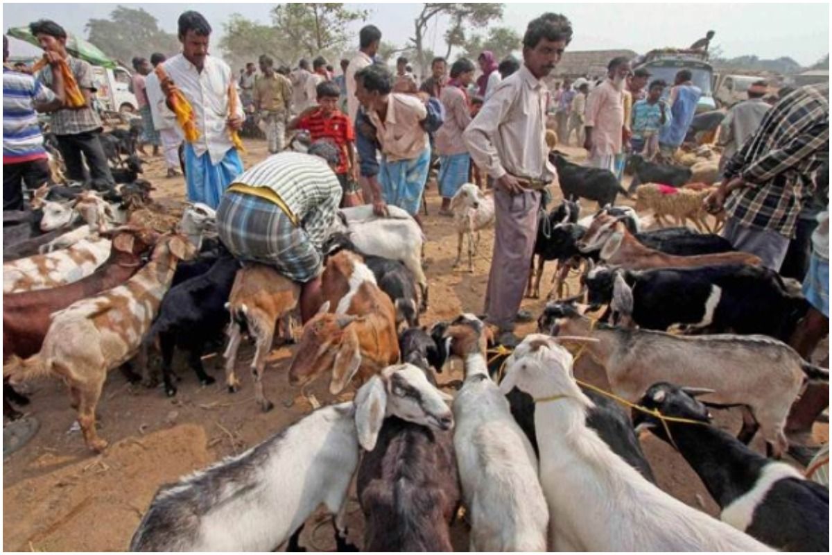 Ahead of Bakra Eid 2020, PETA Starts Campaign to Stop the Sacrifice of Goats, Urges People to 'Go Vegan'
