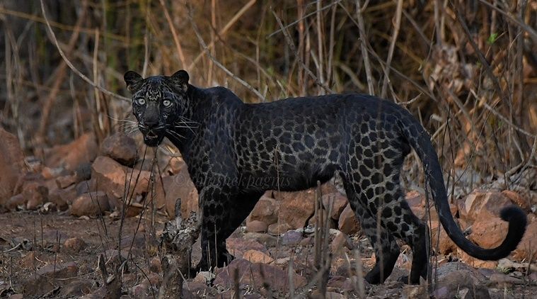 Waited For 2 Hours to Get the Perfect Shot: Pune Photographer on Viral Black Leopard Picture