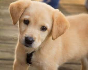 Horrifying: Lucknow Woman Allegedly Crushes A Puppy With Her Heels, FIR Lodged After Video Goes Viral Horrifying: Lucknow Woman Allegedly Crushes A Puppy With Her Heels, FIR Lodged After Video Goes Viral
