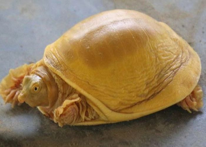 Golden Turtle: नेपाल में दिखा बेहद दुर्लभ सुनहरा कछुआ, लोग बोले- साक्षात विष्णु का स्वरूप, पूजने लगे...