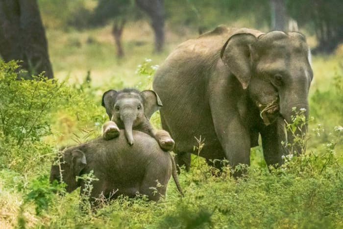 World Elephant Day 2020: An Urgent Need to Protect And Preserve Our ...