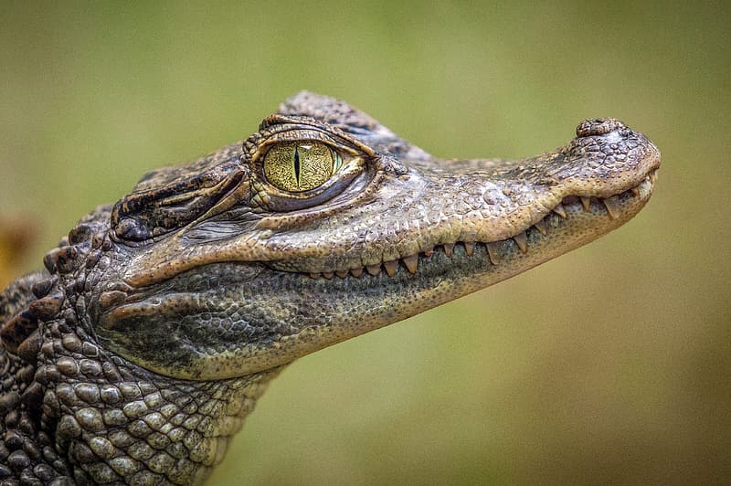 Watch: 5-Foot-Long Crocodile Spotted Under Public Bench In Gujarat, Rescued By Forest Officials