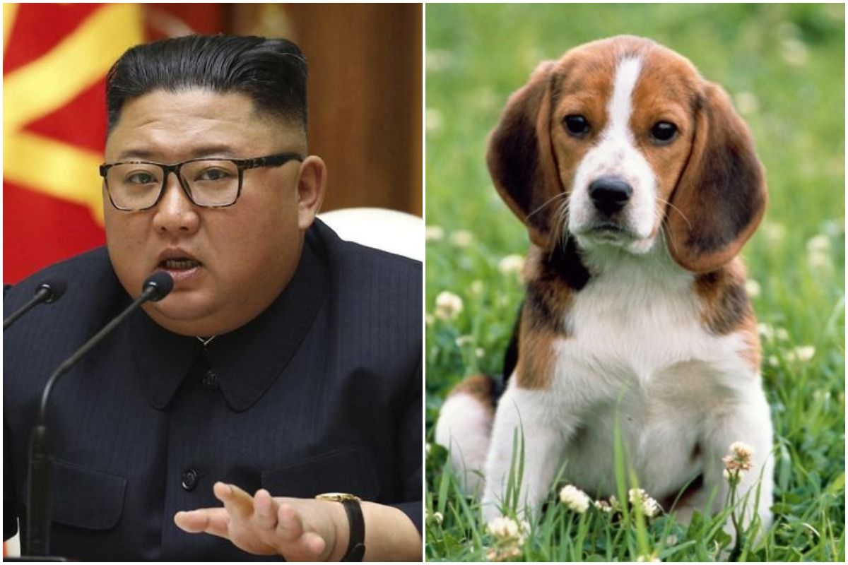 WHAT? Kim Jong-un Orders North Koreans to Hand Over Pet Dogs So That They Can be Used as Meat!