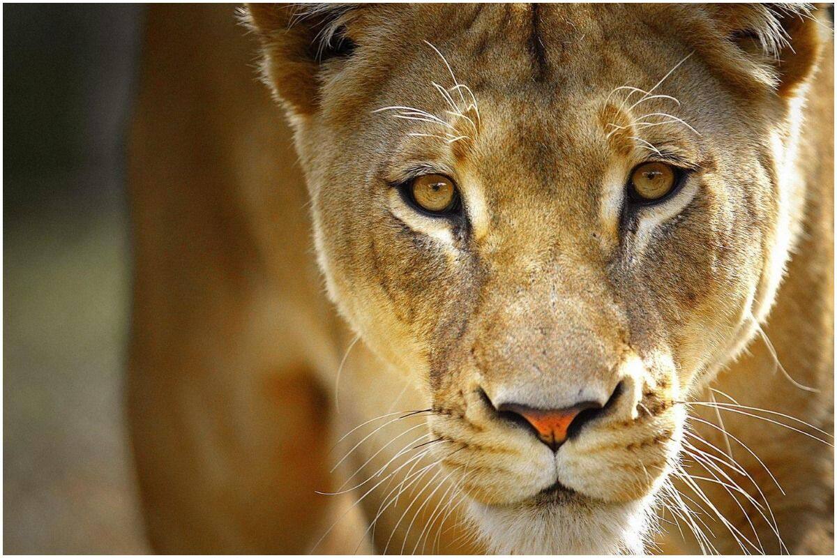 Eight lions captured near Gujarat's Jetpur