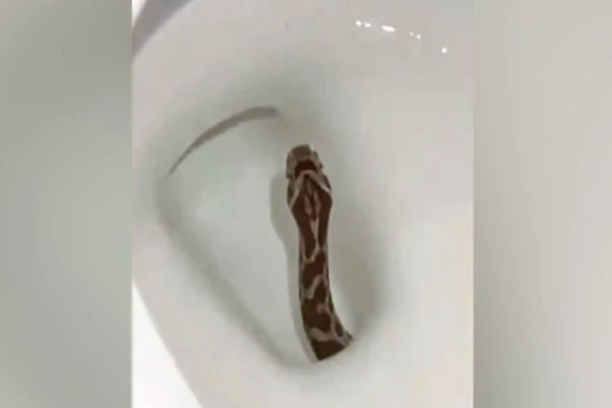 Viral Video Shows Snake Emerging From Toilet, Twitter Horrified