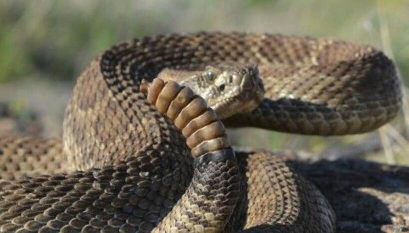 Bizarre! UP Teenager Claims That He Was Bitten By The Same Snake 8 Times in One Month