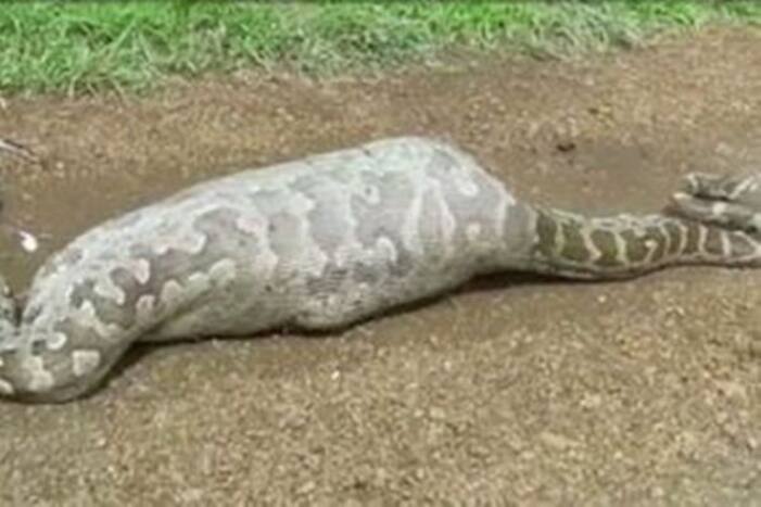 18-Foot-Long Indian Python Swallows New-Born 'Nilgai' in UP's Fatehpur, Villagers Rush to Witness Rare Sight