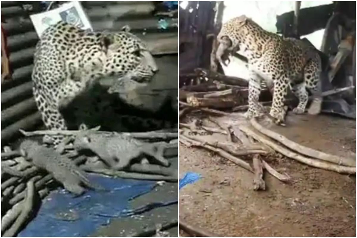 Leopard That Gave Birth Inside Hut in Nashik Takes Her Four Cubs to