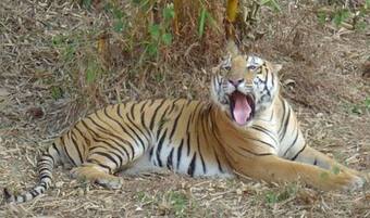 Karnataka: Tiger Vikram, Star Attraction of Pilikula Zoo, Dies of Old Age | Karnataka: Tiger Vikram, Star Attraction of Pilikula Zoo, Dies of Old Age |