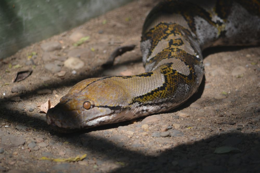 Watch: 8-Foot Long Python Found in Car in Hisar Market, Rescued by ...