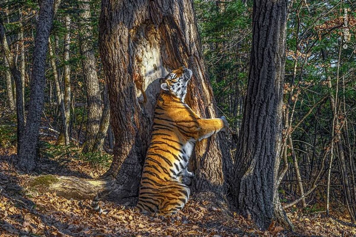 Rare Photo Of A Siberian Tigress Hugging A Tree Wins The Wildlife Photography Award 2020 India Com Please be cautious in what kind of photography you are selecting ex: siberian tigress hugging a tree wins