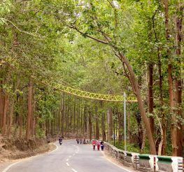 म स ल उत तर ख ड म सर स प ज नवर क ल ए बन य गय प ल द ख Photos Canopy Bridge Made By Ramnagar Forest Division Of Uttarakhand Forest Department To Provide A Safe Passage To Arboreal Wildlife